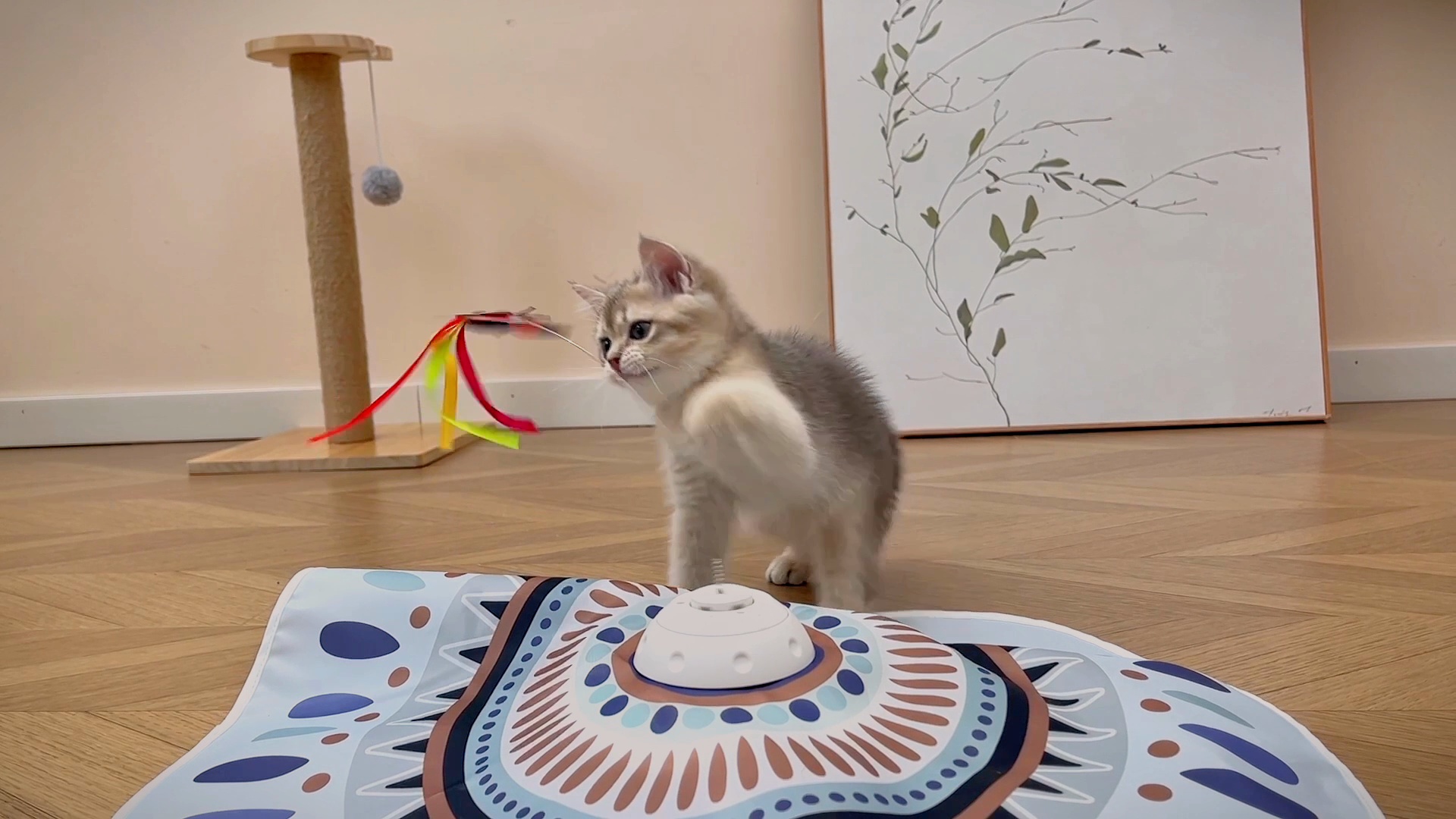 POTAROMA Butterfly & Feather Automatic Cat Toy - Chewy.com