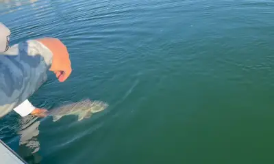 We released everything. 