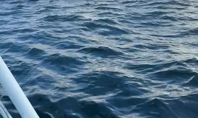 Shark 