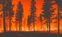 What is a Wildfire?