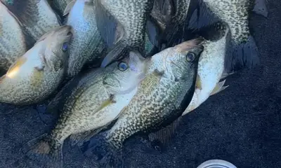 Clewiston Report Video 1