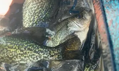 Clewiston Report Video 1
