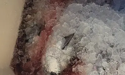 Morehead City Bericht Video 1