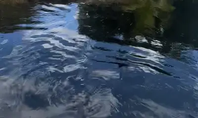 Caught everything we wanted to