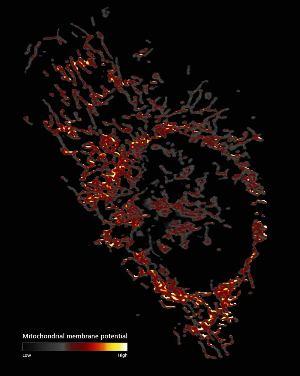 ZEISS Lattice Lightsheet 7 - U2OS mitotracker ratiometric imaging