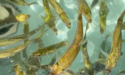 Cape Coral Report Video 0