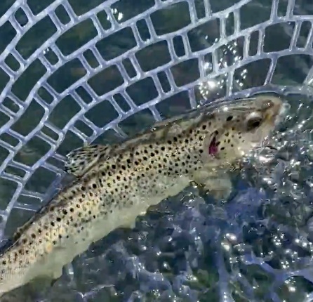 Business Card: Josh B Fishin