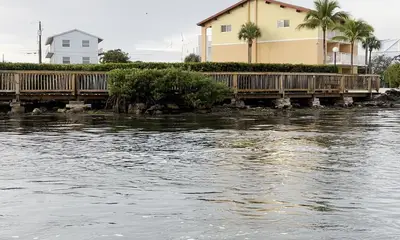 great mangrove snapper bite