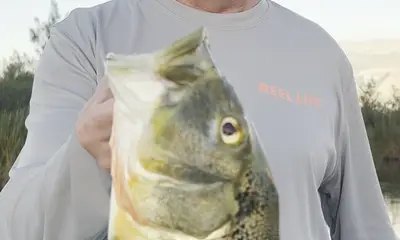 Great Peacock Bass Fishing!
