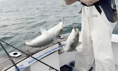 Narragansett Report Video 0