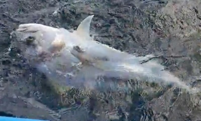 El Gigante Report Video 0