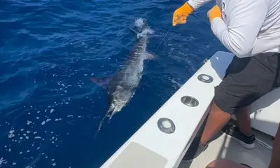 Striped marlin