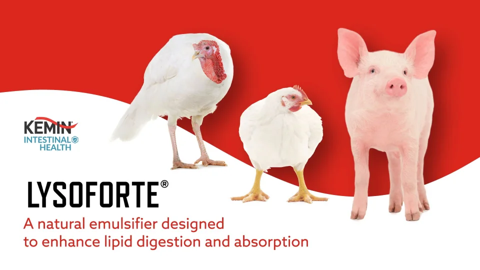 LYSOFORTE® - A Unique Biosurfactant and Absorption Enhancer for Livestock  and Poultry | Animal Nutrition Solutions