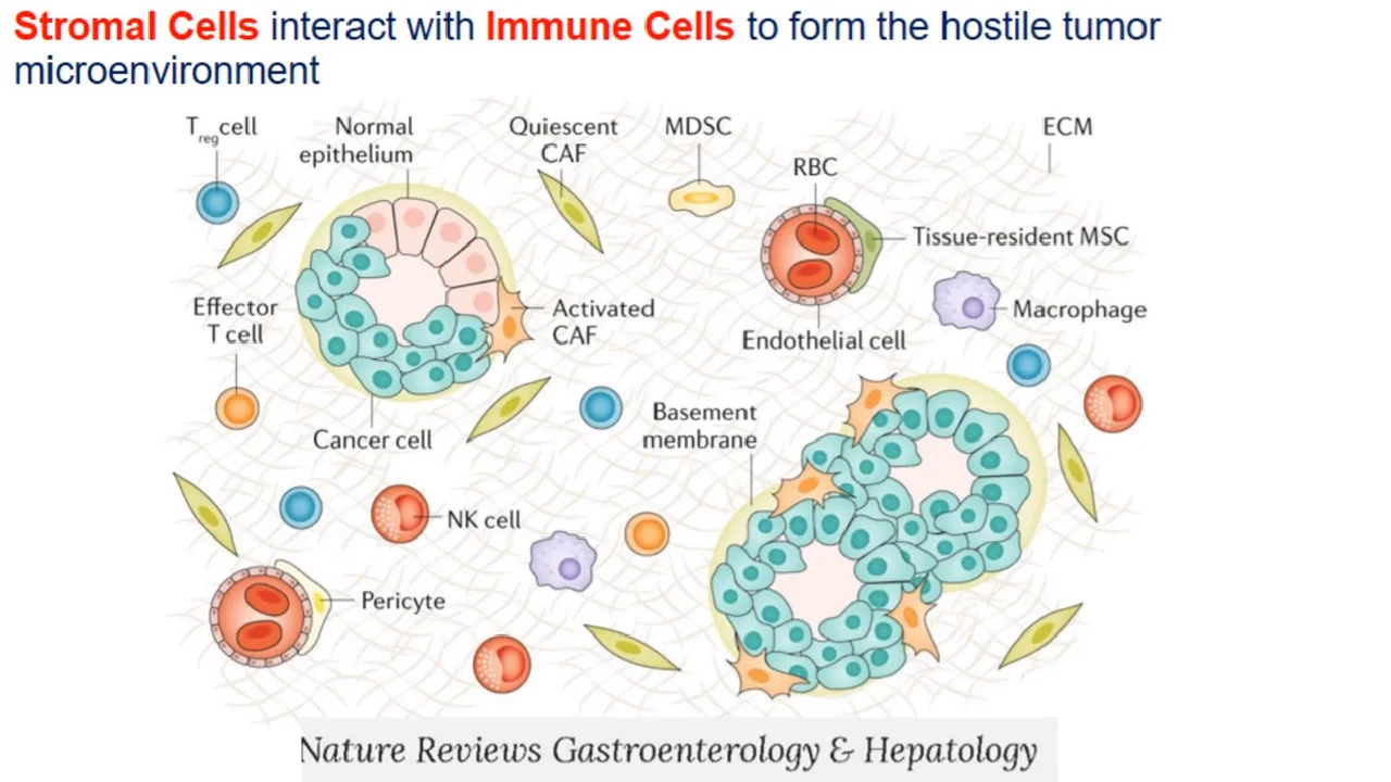 Deciphering Immuno-Oncology: Targeting Cellular Mechanisms of the Tumor  Immune Response