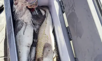 Santa Cruz Report Video 3