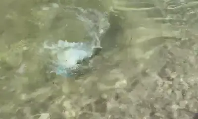 30a Report Video 1