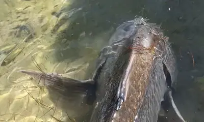 Destin Report Video 0