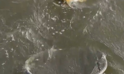 Clewiston Видео отчет 0
