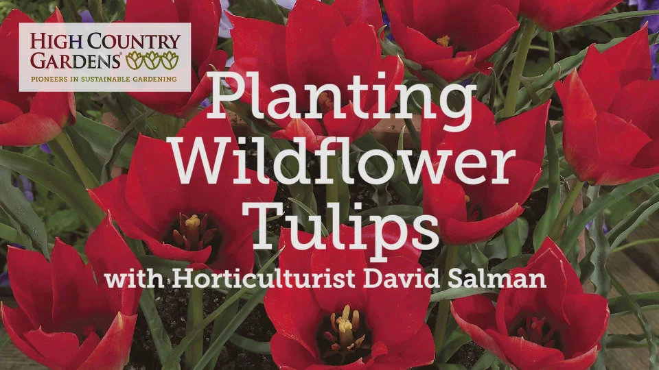 White Ice Cream Tulips Bulbs Perennial Prechilled Flower Fragrant Gift Not Seeds 