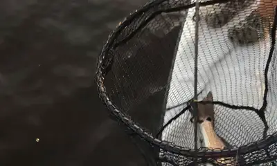 Panacea Bericht Video 0