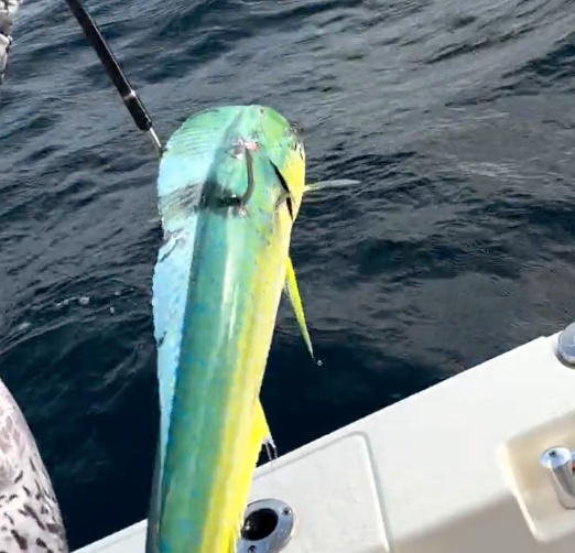 Business Card: A Slice of Life Fishing
