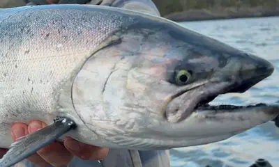 Chinook Salmon Fishing is HOT!!