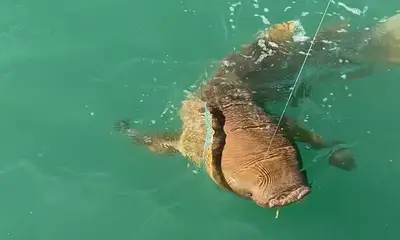 Fajardo Report Video 1