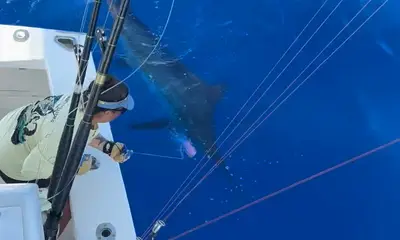 Big Ol' Blue Marlin!