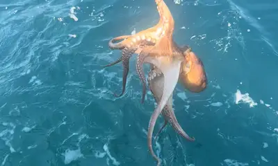 Octopus and fish