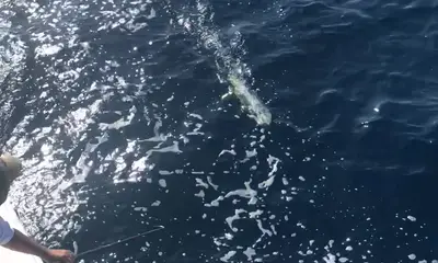 Orange Beach Report Video 0
