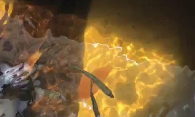 Tampa Bericht Video 0