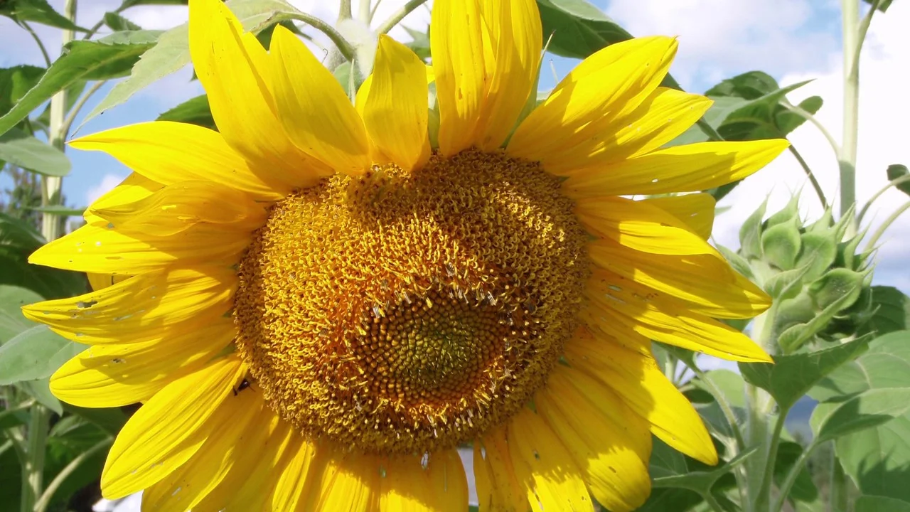 Mammoth Grey Stripe Sunflower Seeds, Helianthus