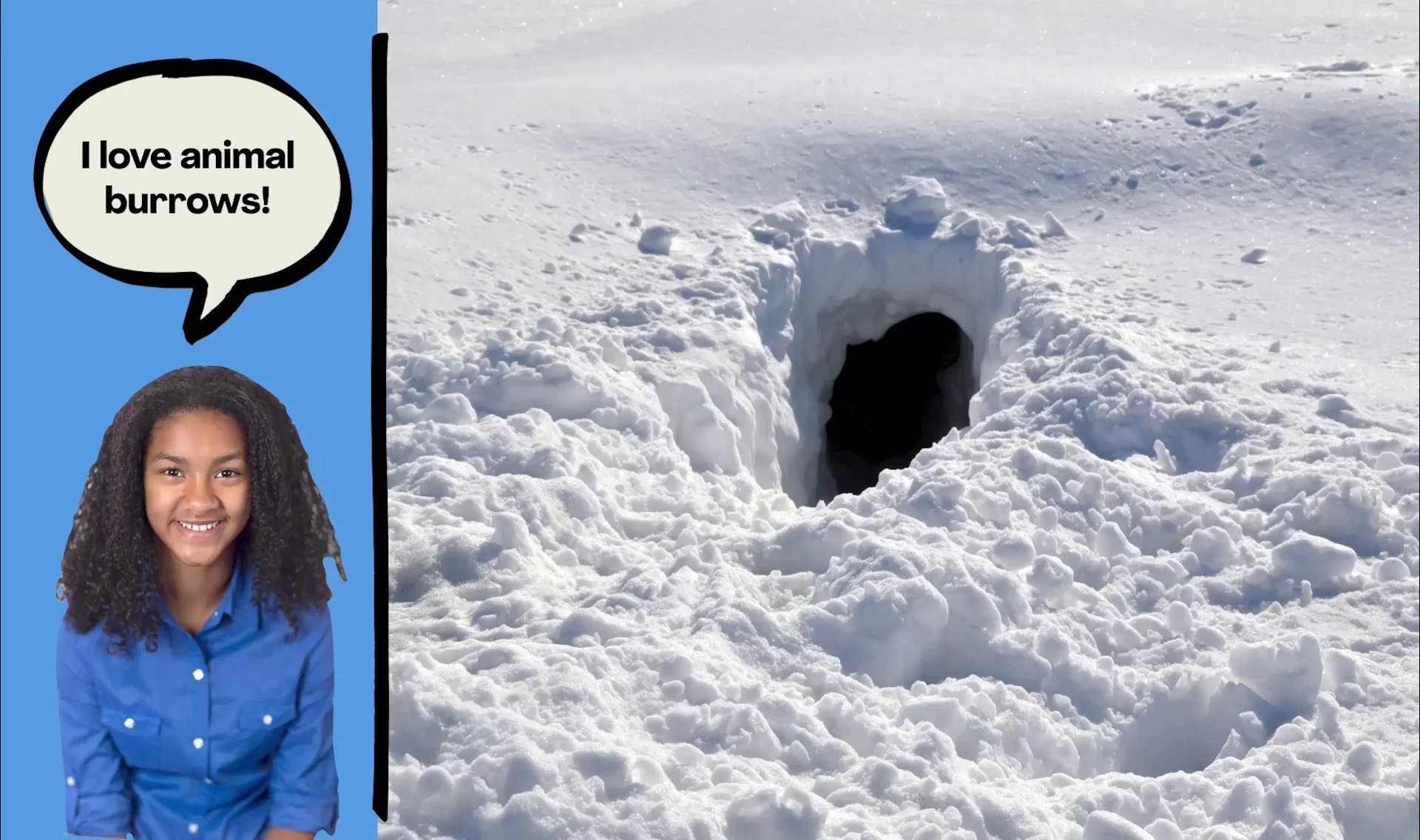 How do polar animals survive the cold?