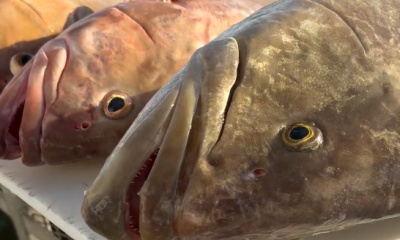 Englewood Report Video 0