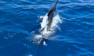 Caught 600 plus pound Blue Marlin!