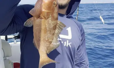 Niceville Report Video 0