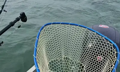 Sorry, we cannot give a positive review at this time.