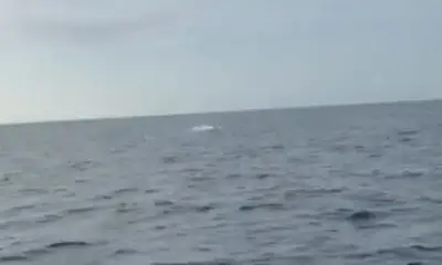 Reporte de Key Largo Video 1