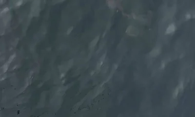 Orange Beach Report Video 0