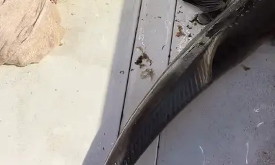 great time with Torre