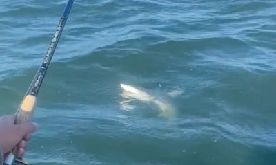 Naples Report Video 0