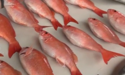 Pensacola Report Video 0
