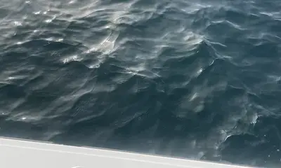 Catching King Fish with Damien