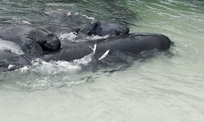 Amazing Animals!