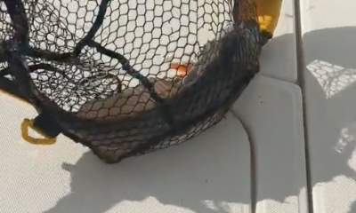 Dauphin Island Report Video 0