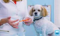 How To Brush Your Dog's Teeth