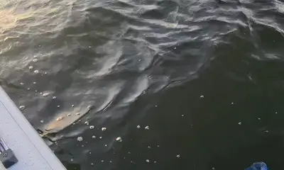 Atlanta Verslag Video 0