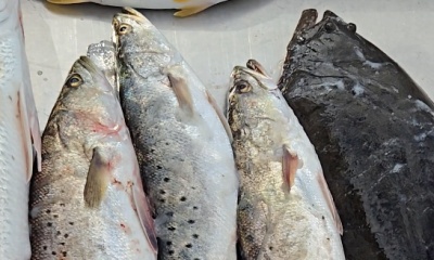 Excellent fishing trip with an excellent guide!