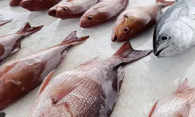 Orange Beach Report Video 1
