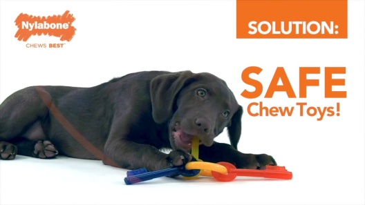 Play Video: Learn More About Nylabone From Our Team of Experts